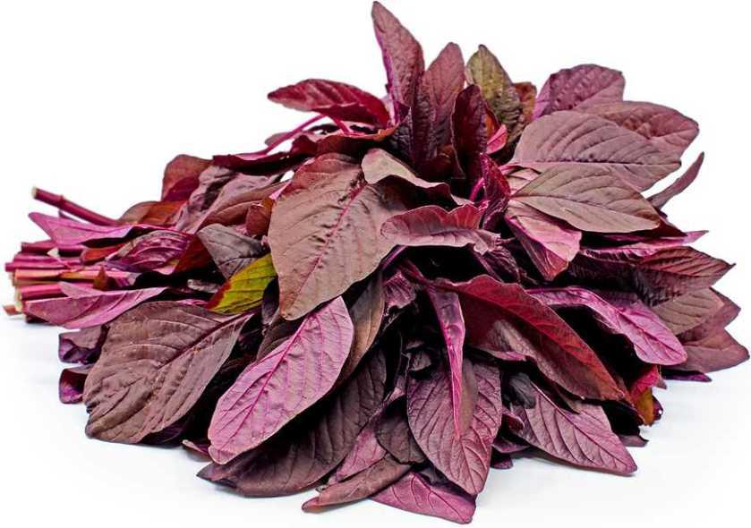 amaranth leaves