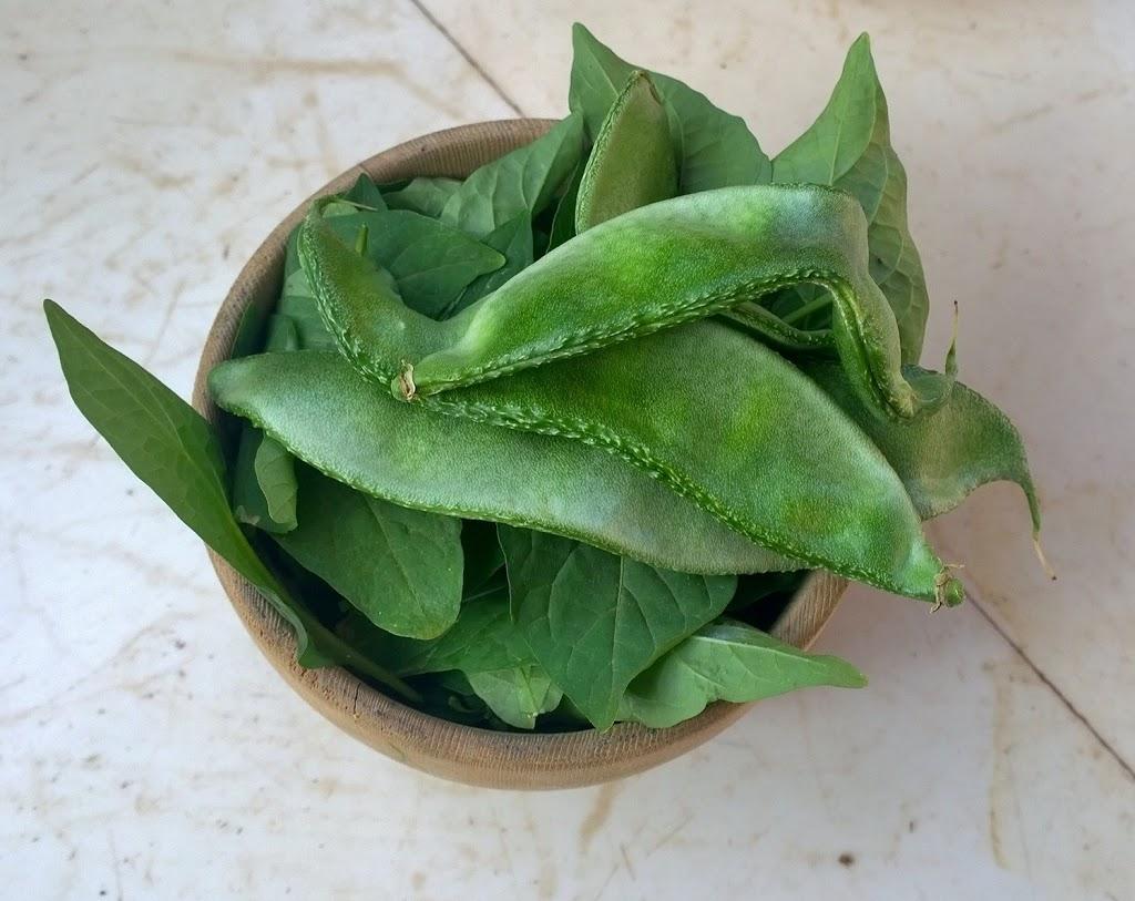 broad beans (fava beans) in bowl