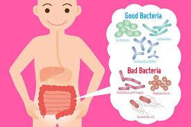 get healthy gut bacteria