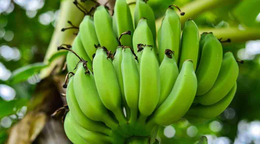 health benefits of raw bananas