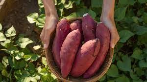 health benefits of sweet potato