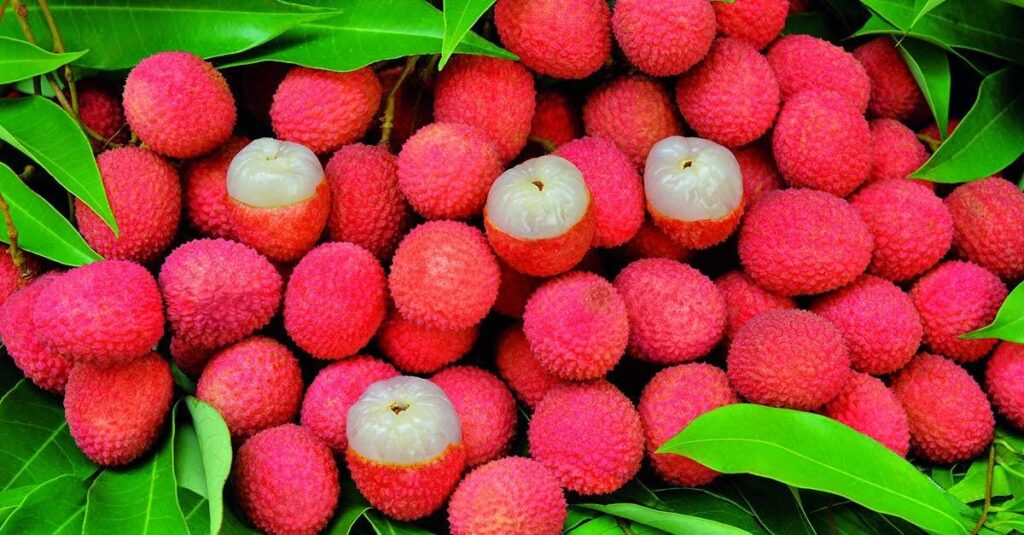 lychee