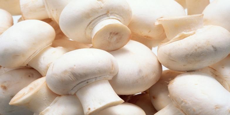 mushroom benefits