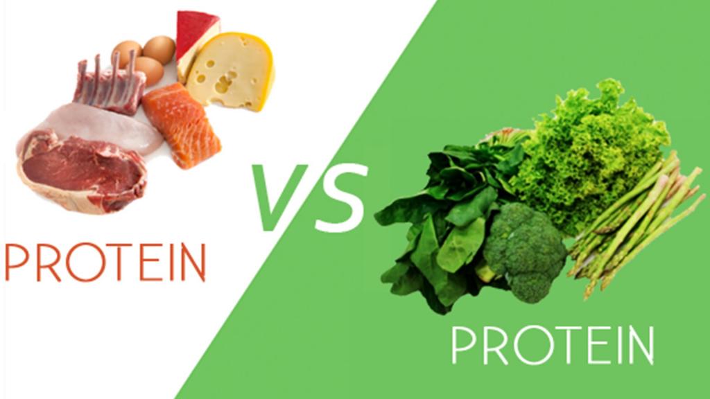 plant based protien vs animal based protein