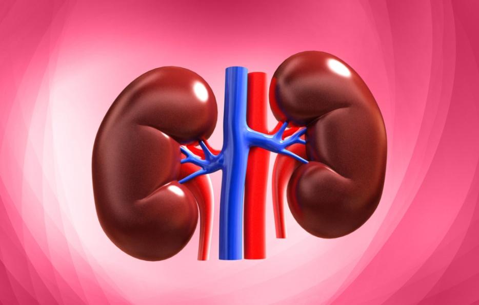 manage kidney health and stabilize creatinine levels          with these dietary tips