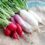 Exploring the Nutritional Wonders of Radishes